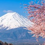 japan-mt-fuji-and-cherry-blossoms