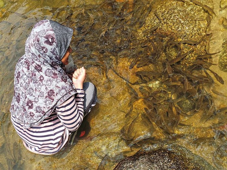 Berani Tak Mandi Dengan Ikan Tengas Di Sungai Chiling?