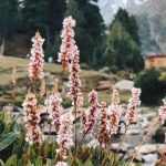 Subhanallah, Cantiknya Pemandangan Gunung Salji Di Pakistan! Trip 10 Hari Ni Korang Mesti Cuba! (13)