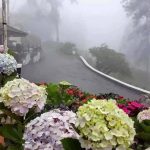 43763473_774149682946252_1384272297417768960_n