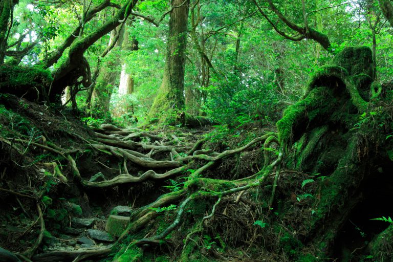 Kalau Ada Yang Masuk Hutan Aokigahara Ni Jarang Ada Yang Keluar Balik