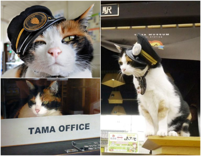 Kucing Bantu Stesen Kereta Api Mundur & Hampir Ditutup Jadi Terkenal