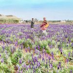 Cau Dat Farm, Dalat 2