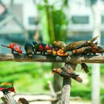 MELAKA BIRD PARK 5.t5923a468.m1200.wTBMWaterM21.jpg.tif.pv.xGiPynbIs