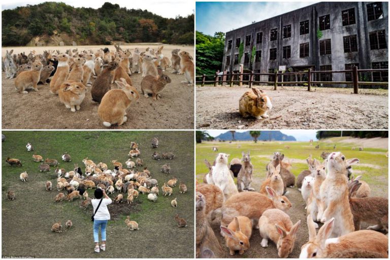 Pulau Okunoshima, Pulau Populasi Arnab Diiktiraf Antara Yang Terpelik Di Dunia
