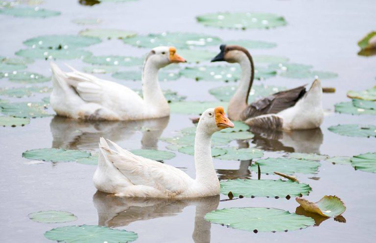 Paya Indah Wetlands Sedia ‘Zoo Terbuka’ UntuK Pengunjung