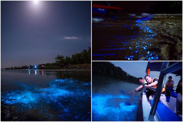 Fenomena Blue Tears Di Kuala Selangor