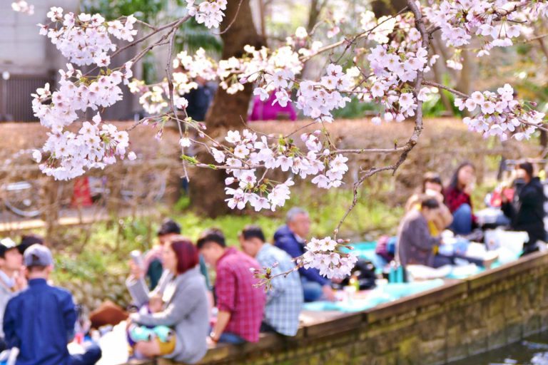 Jepun Baru Nak Umumkan PKP. Kalau Tak Rakyat Depa Duk Seronok Berkelah Layan Sakura Ramai-Ramai