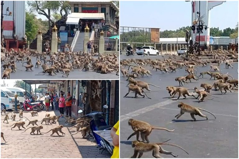 Tiada Pelancong Beri Makan, Ratusan Monyet Berperang Rebut Sebiji Pisang
