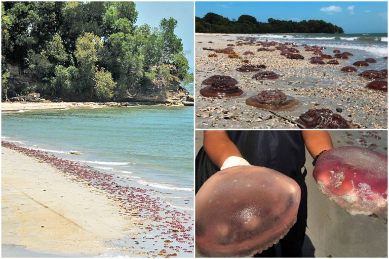 Pantai Labuan Diserang Beribu Obor-Obor Pelik Berwarna Merah