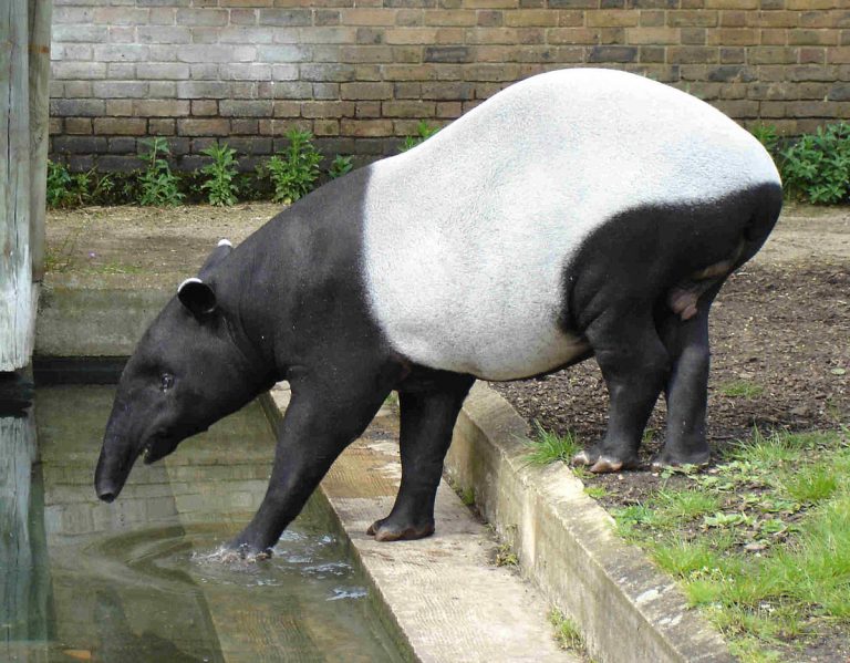 Tapir Hanya Ada Kurang 1500 Ekor Sahaja Di Semenanjung Malaysia