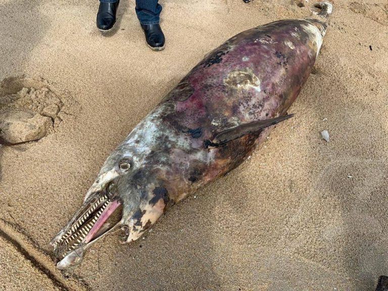 Ikan Lumba-Lumba Ditemui Mati Terdamar Di Pantai Serandu, Pekan