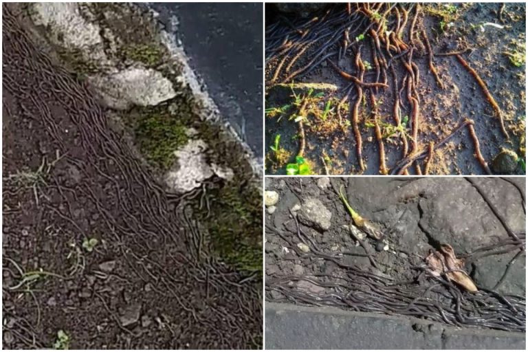 Kembang Tekak Bila Ribuan Cacing Besar Muncul Dari Tanah Di Sebuah Pasar Indonesia