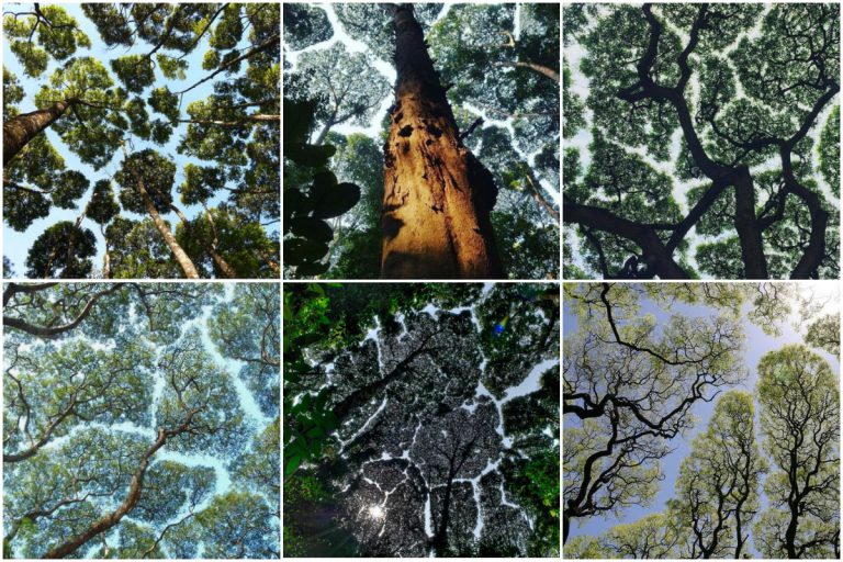 20 Foto Fenomena Crown Shyness. Pokok Pun Pandai ‘Social Distancing’