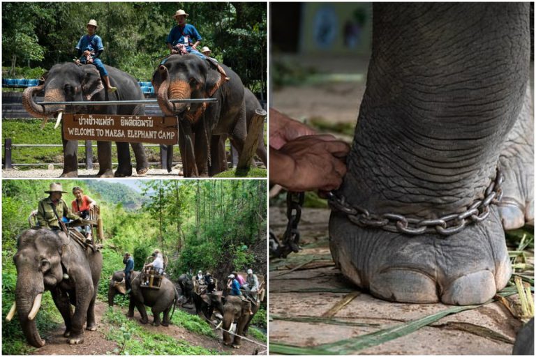 Kebanyakkan Gajah Untuk Pelancong Tunggang Di Thailand Dibebaskan