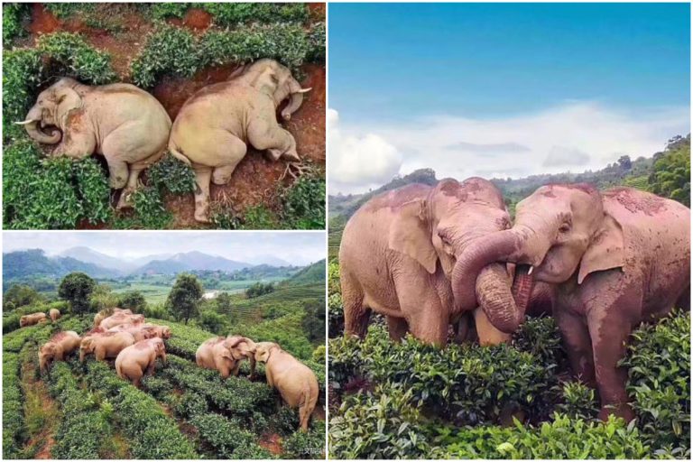 Gajah Keluar ‘Berpesta’ Sampai Mabuk Ketika Manusia Berkurung Dalam Rumah