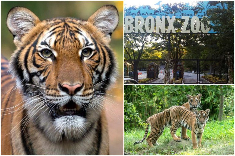 ‘Nadia’ Si Harimau Malaya di New York Positif COVID-19