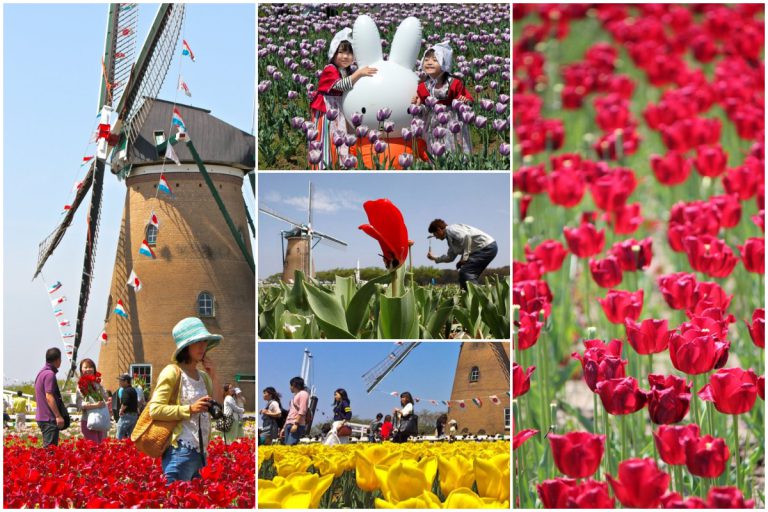 Sedih Lihat Bunga Tulip Dicantas, Elak Penduduk Jepun Datang Festival Tulip Sakura
