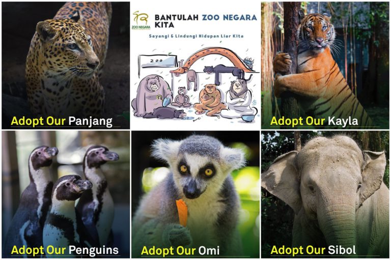Tolong Bantu Zoo Negara! Anda Boleh Pilih Harimau, Cheetah & Gajah, Jadikan Haiwan Angkat