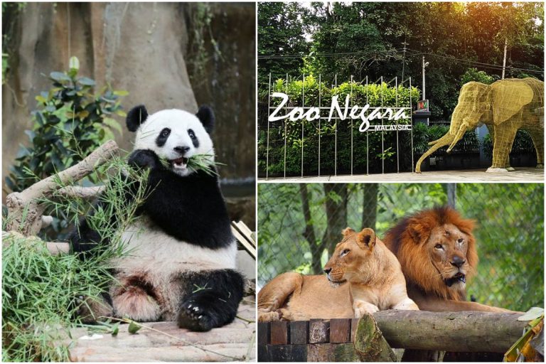 Zoo Negara Sangat Memerlukan Sumbangan Bekalan Daging, Sayur dan Buah!