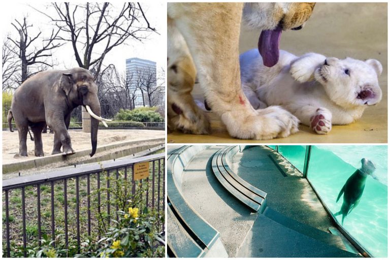 Untuk Elak Kebuluran, Ada Haiwan Di Zoo Jerman Mungkin Dikorbankan Sebagai Makanan Kepada Haiwan Lain