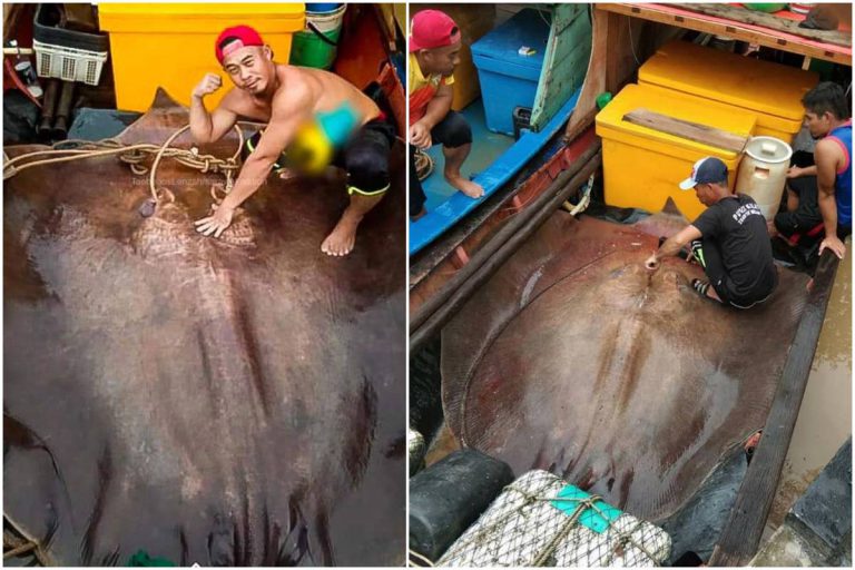 Pari Gergasi Seberat 280 Kilogram Terjerat Di Sarawak. Fuh, Besar!