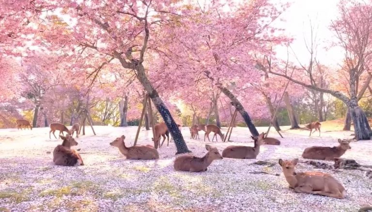 Rusa ‘Takluk’ Taman Nara Kyota, Sakan Santai Bawah Pohon Sakura Tanpa Kehadiran Pelancong