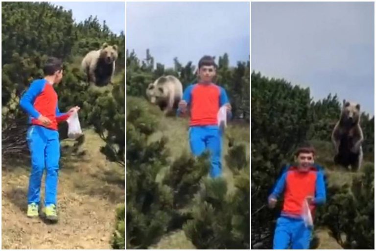 Video Tular: Beruang Liar Ekori Kanak-Kanak Ketika Mendaki Bukit Di Itali