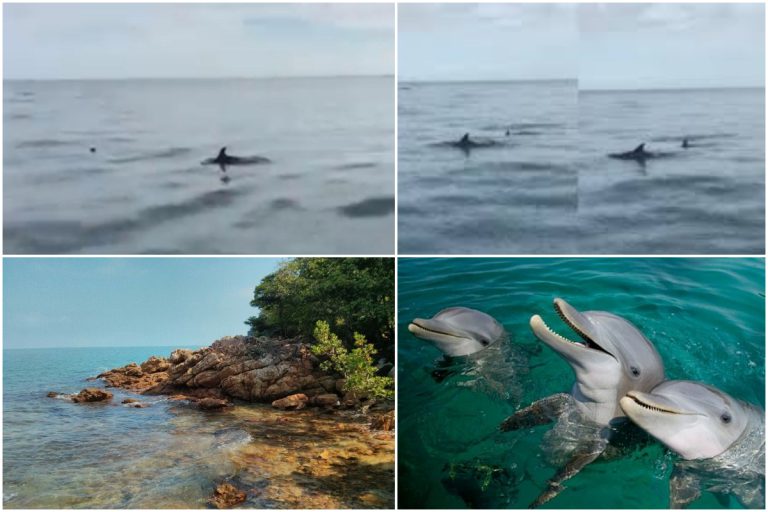 Sekumpulan Ikan Lumba-Lumba Muncul Di Tanjung Tuan Port Dickson