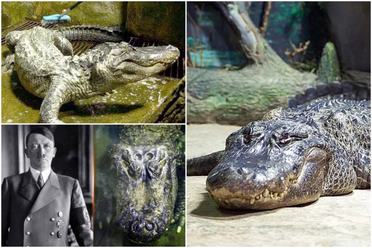 ‘Saturn’ Aligator Yang Pernah Dipelihara Adolf Hitler, Mati Di Zoo Moscow Pada Usia 84 Tahun
