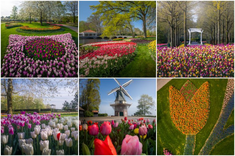 Buat Pertama Kali Dalam Tempoh 71 Tahun, Bunga-Bunga Di Keukenhof Mekar Tanpa Pengunjung