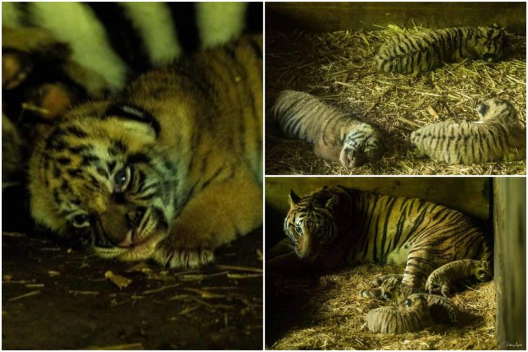 Zoo Taiping ‘Meriah’, Harimau Malaya Lahirkan 3 Ekor Anak Comel Ketika PKP