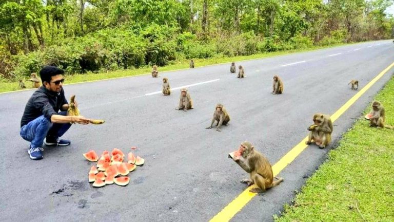 Monyet Pun Pandai ‘Social Distancing’ Ketika Terima Makanan. Manusia Tercabar Tak?