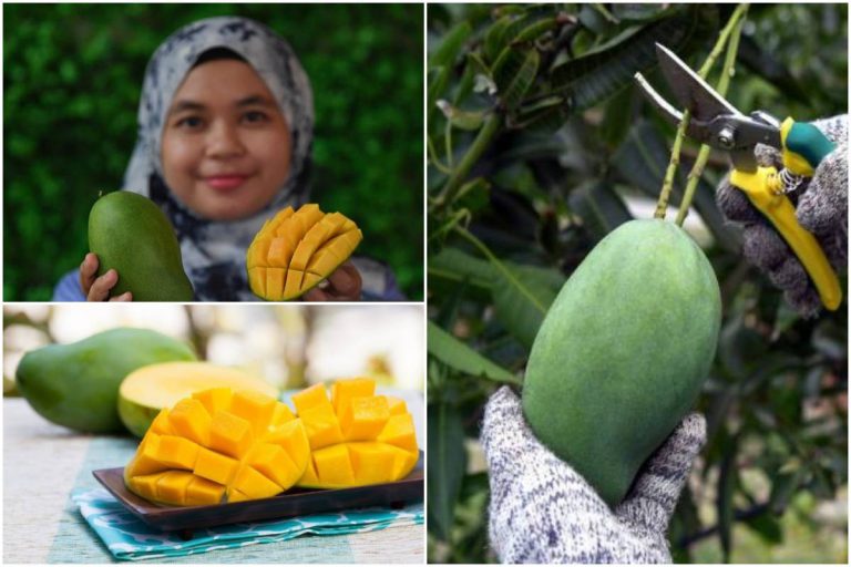 Wow Baru Tahu! Terengganu Pun Ada Harumanis Dah Wujud Sejak 40 Tahun!