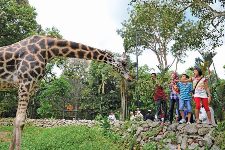 Disebabkan Pengujung Tidak Patuhi SOP Di Zoo. Operasi Zoo Mungkin Ditarik Balik