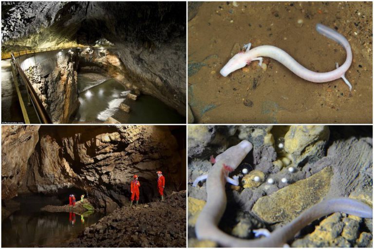 Sebuah Gua Di Slovenia Pamer 3 Ekor ‘Anak Naga’ Mampu Hidup 1000 Tahun