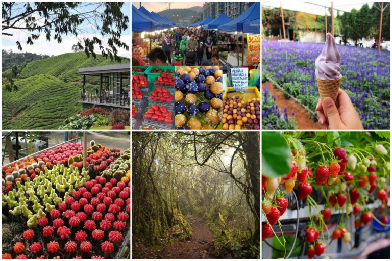23 Lokasi ‘Pelancong’ Korang Mesti Singgah Jika Berada Di Tanah Tinggi Cameron Highland