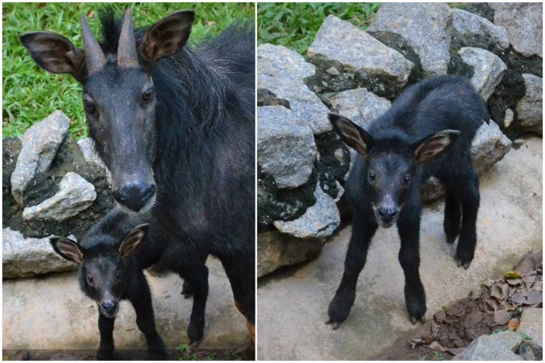 Dapat Hadiah Istimewa Kalau Korang Tolong Namakan ‘Anak Serow Jantan’ Zoo Melaka