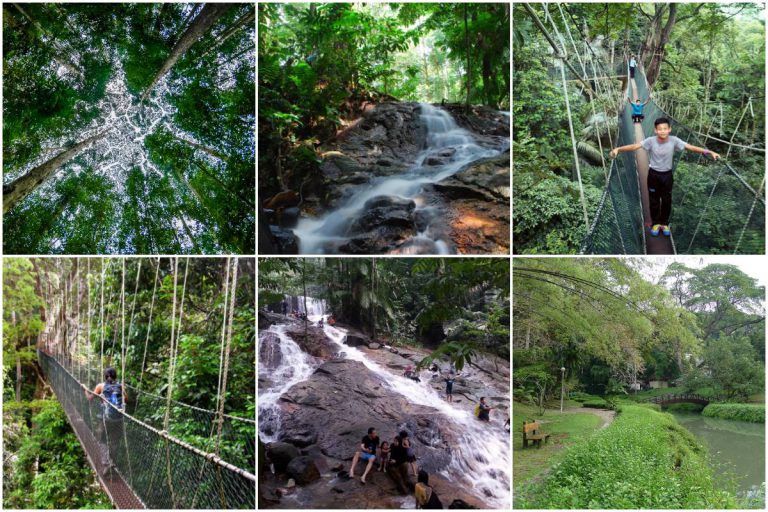Taman Botani Kepong Destinasi Hijau Buat Warga Kota Yang Rindu Percutian Alam. Jambatan Gantung Tu Paling best!
