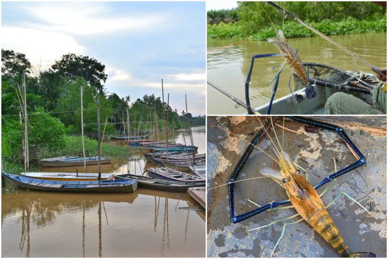 Kampung Kuantan, Kuala Selangor ‘Lubuk’ Udang Galah Sepit Biru Idaman Ramai
