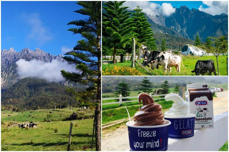 6 Aktiviti Menarik Pengunjung Boleh Buat Di New Zealand Malaysia ‘Desa Cattle Dairy Farm’ Kundasang