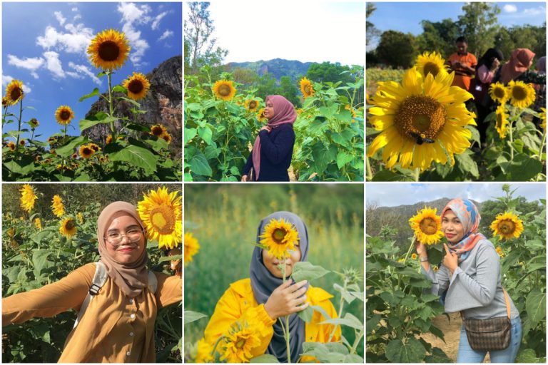 Wow, Perlis Ada Ladang Bunga Matahari Sendiri! Port Menarik Untuk Korang Bergambar