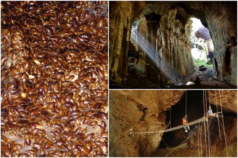 Gua Gomantong Sandakan, Gua Penghuni ‘Keluarga Lipas’ Terbanyak Di Sabah?