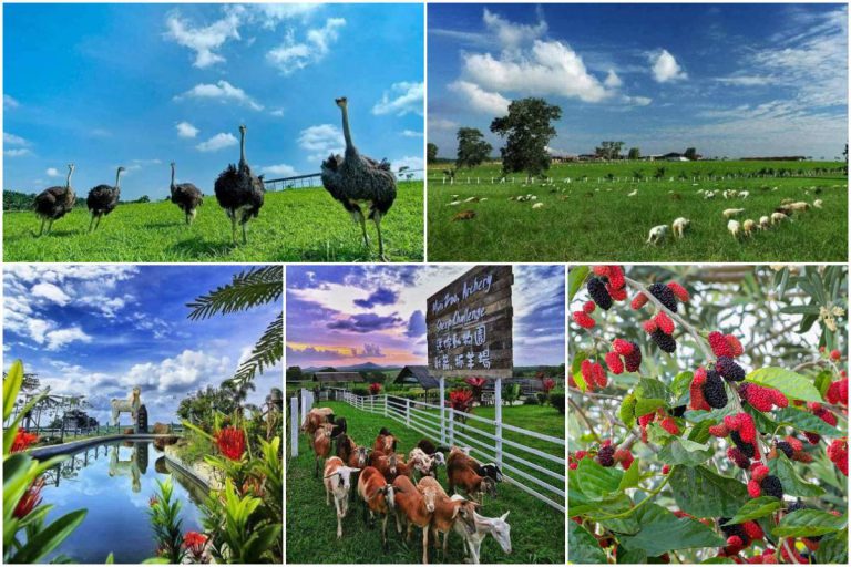 Anak-Anak Suka Bermain Dengan Haiwan Ternakan? Korang Wajib Singgah Ke UK Farm Agro Resort