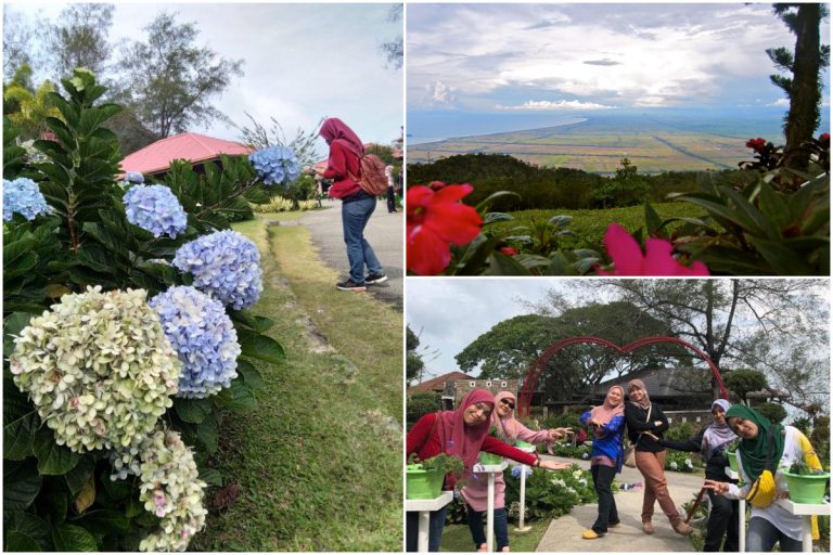 Naik Gunung Jerai Korang Boleh Beli Bunga Bawa Balik Jadi ‘Ole-Ole’
