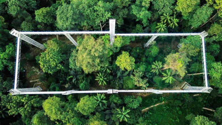 ‘Forest Skywalk’ Jambatan Baru Di FRIM Kepong, Tarikan Baru Untuk Korang Yang Suka Ketinggian