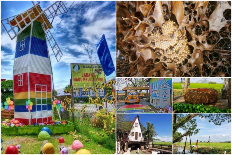 Lokasi Ladang Madu Kelulut Wajib Serbu Di Kedah. Bukan Setakat Dapat Rasa Madu, Nak Lepak Pun Best!