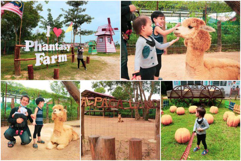 Phantasy Farm Port Dickson Ada Alpaca. Comel Sangat! Si Kecil Siap Boleh Sentuh & Belai Tau