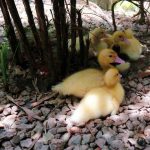 801fc85c-5eca-4e8a-96a8-43a9e635873b