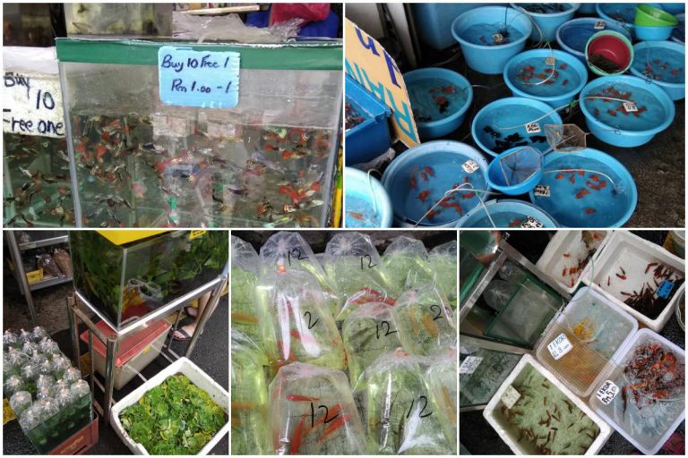 Jalan Pasar Pudu KL, Port Popular Jual Beli Ikan Hiasan Murah. Dah Macam Pasar Lambak!